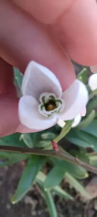 i (4)