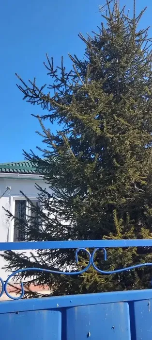 i (3)